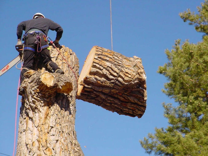 Пильщики деревьев в Тогучине